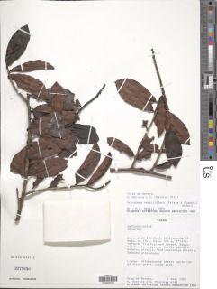 Sarcopera sessiliflora image
