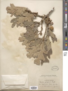 Quercus garryana image