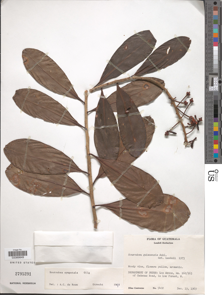 Marcgraviaceae image
