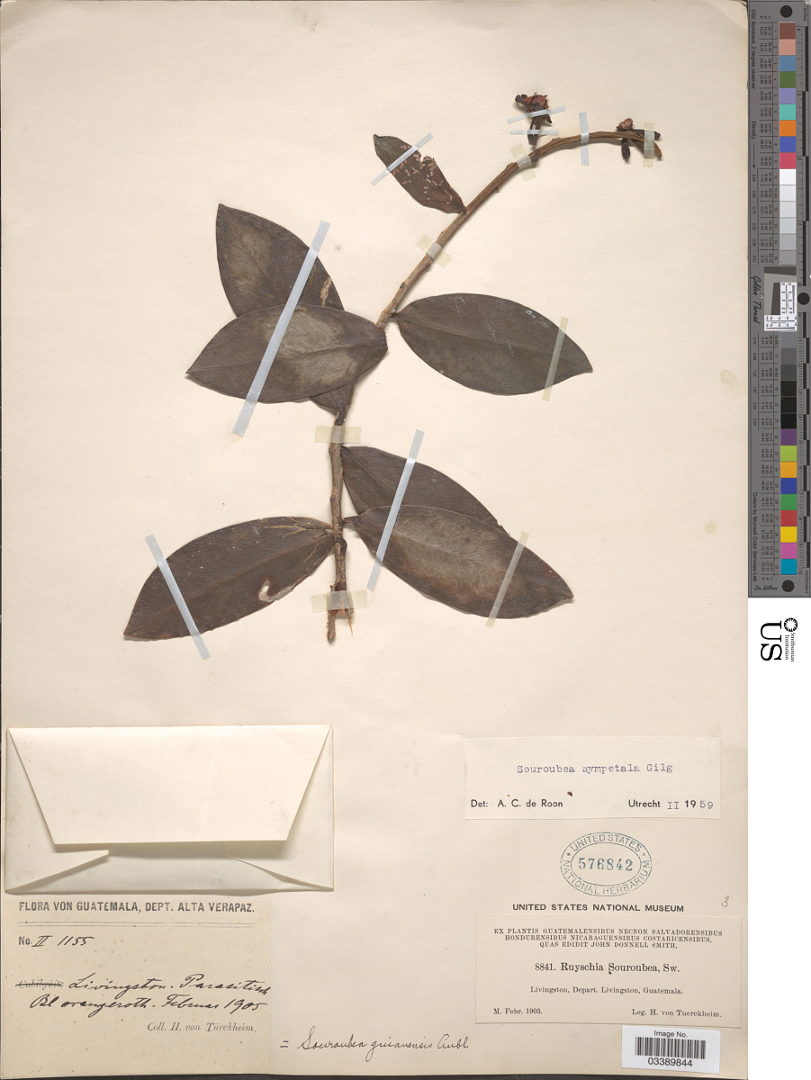 Marcgraviaceae image