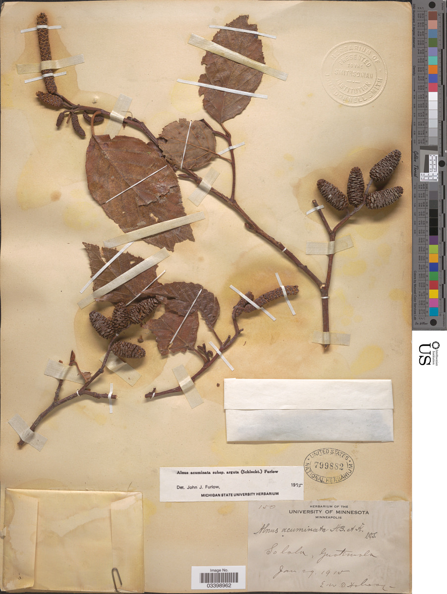 Alnus acuminata subsp. arguta image