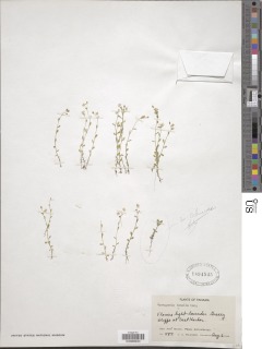 Sauvagesia tenella image