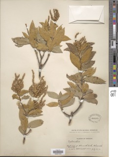 Chrysolepis chrysophylla var. minor image