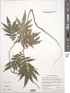Alfaroa costaricensis image
