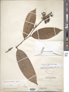 Marcgravia nepenthoides image