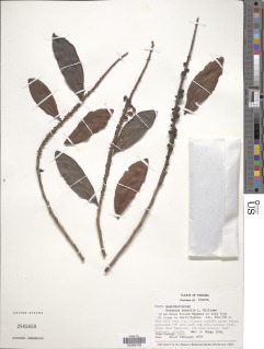 Sarcopera sessiliflora image