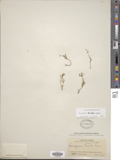 Sauvagesia tenella image