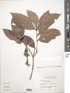 Image of Quiina macrophylla
