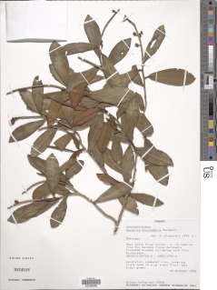 Ruyschia phylladenia image