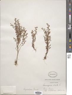 Sauvagesia pulchella image