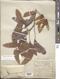 Image of Engelhardia pterocarpa