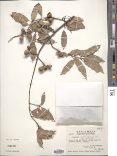 Quercus acutifolia image