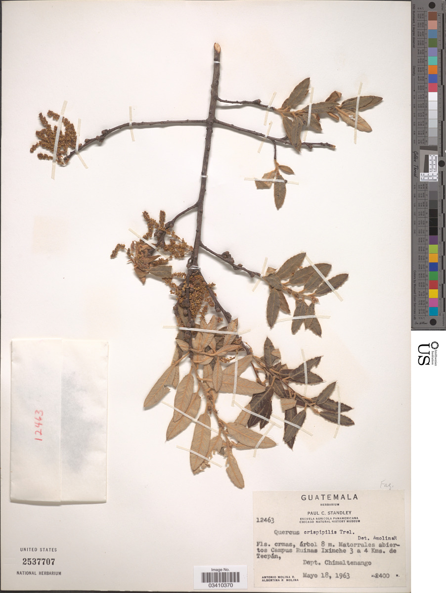 Quercus crispipilis image