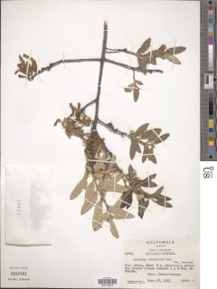 Quercus crispipilis image