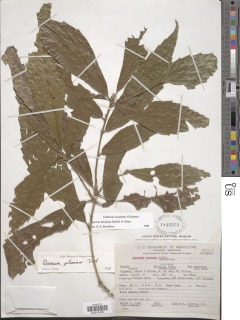 Image of Quercus lancifolia
