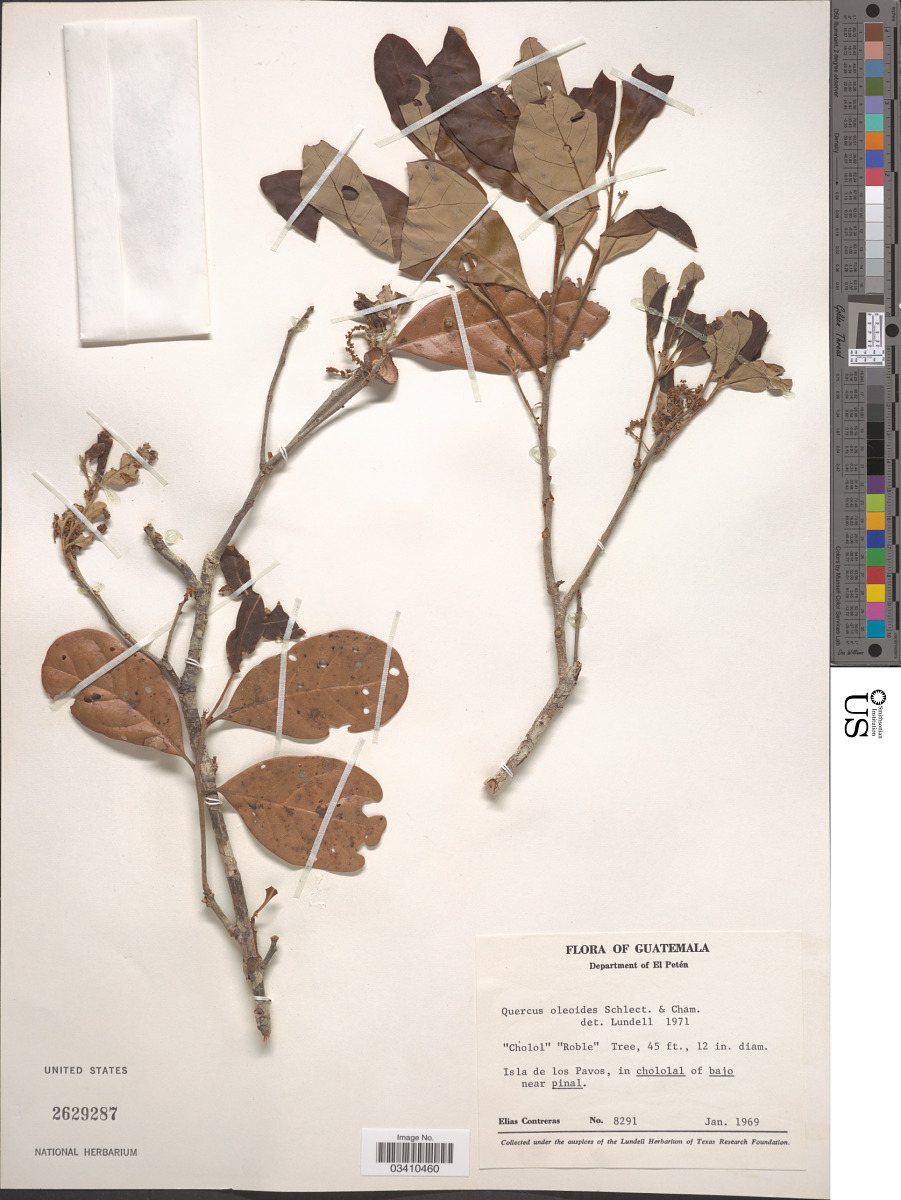 Quercus oleoides image