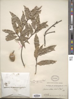 Quercus acutifolia image