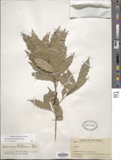 Quercus lancifolia image