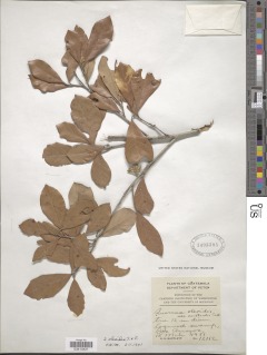 Quercus oleoides image