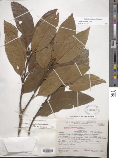 Quercus benthamii image