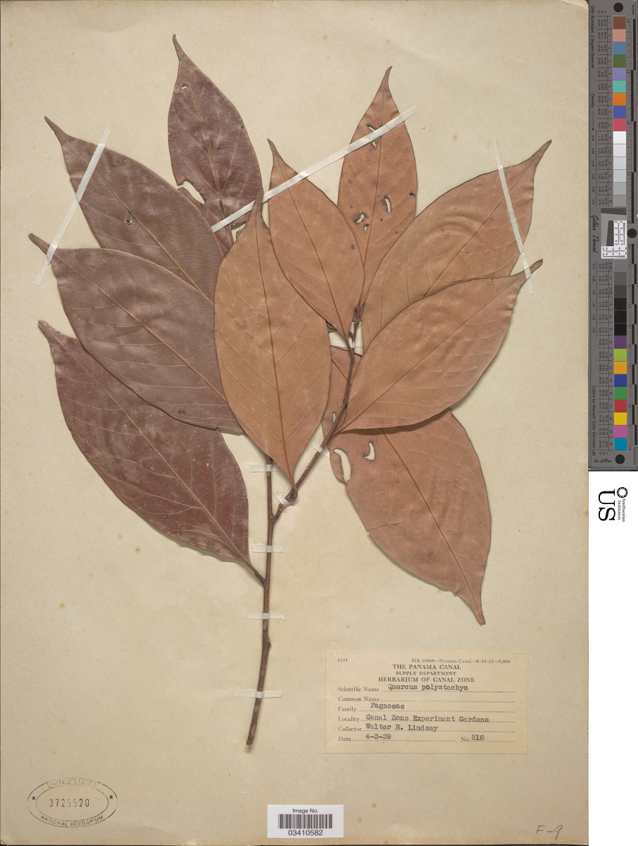 Lithocarpus polystachyus image