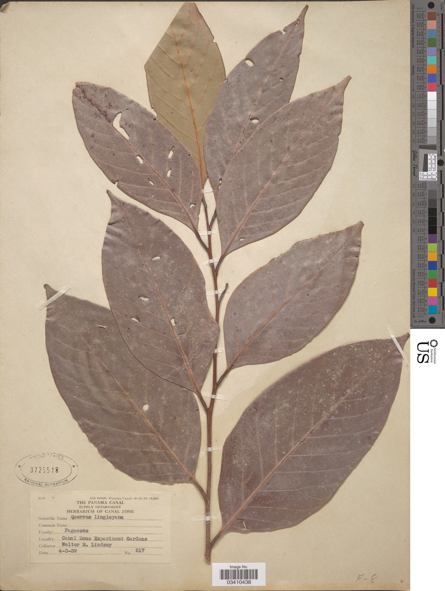 Lithocarpus lindleyanus image