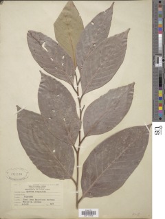 Image of Lithocarpus lindleyanus