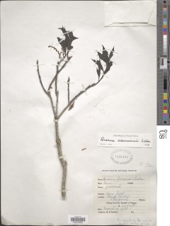 Quercus seemannii image