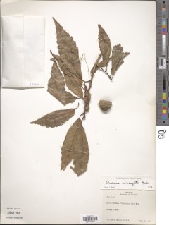Image of Quercus corrugata
