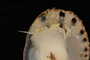 Crucibulum spinosum image