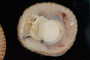Crucibulum spinosum image