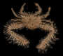 Aulacolambrus hoplonotus image