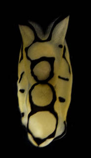 Image of Tubulophilinopsis pilsbryi