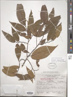 Ulmus mexicana image