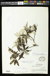 Arachnothryx laniflora image
