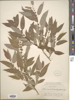 Salix prolixa image