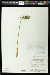 Pseudolycopodiella carnosa image