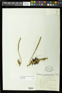 Pseudolycopodiella meridionalis image