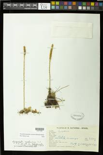 Pseudolycopodiella meridionalis image