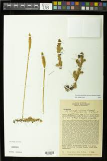 Pseudolycopodiella carnosa image
