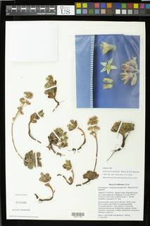 Sedum obtusatum boreale image