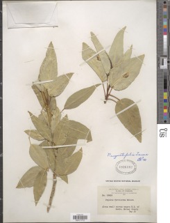 Image of Populus angustifolia