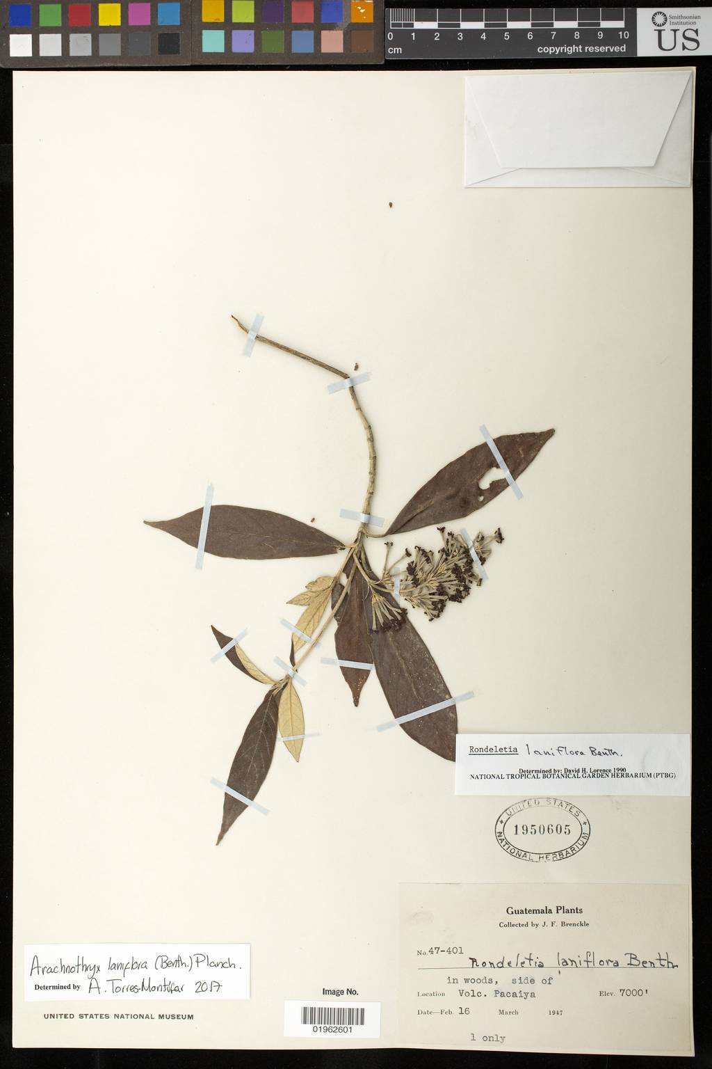 Arachnothryx laniflora image