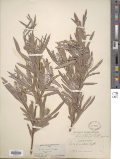 Salix argophylla image
