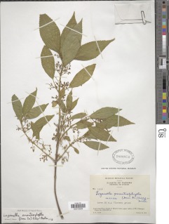 Lozanella enantiophylla image