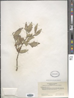 Salix eastwoodiae image