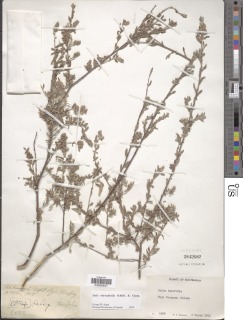 Image of Salix taxifolia