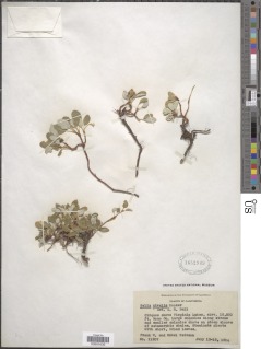 Image of Salix nivalis