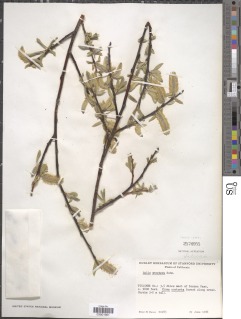 Image of Salix orestera