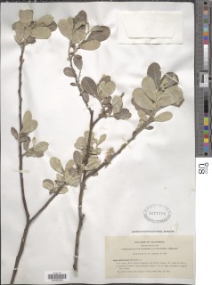 Image of Salix delnortensis